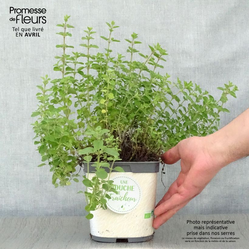 Origanum vulgare - Oregano sample as delivered in spring