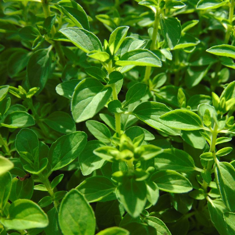 Origanum vulgare Compactum - Oregano (Foliage)