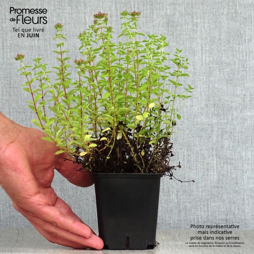 Origanum vulgare Compactum - Oregano 8/9 cm pot sample as delivered in summer