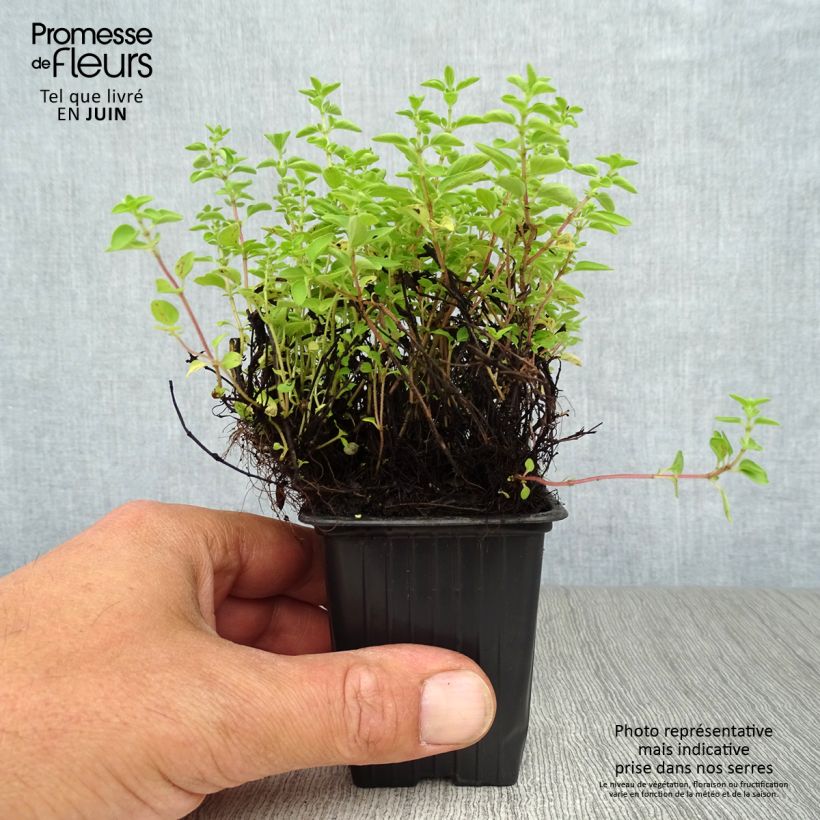 Origanum vulgare sample as delivered in summer