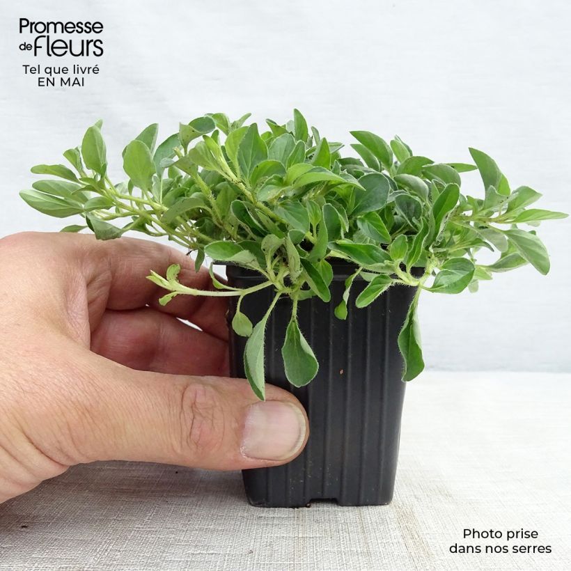 Origanum vulgare sample as delivered in spring