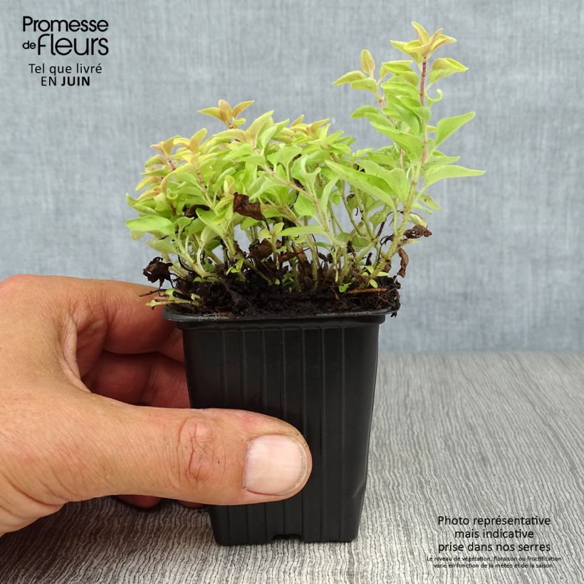 Origanum vulgare Aureum - Oregano 7/8 cm pot sample as delivered in summer