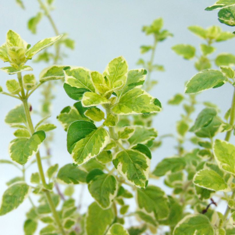 Origanum vulgare Country cream - Oregano (Foliage)