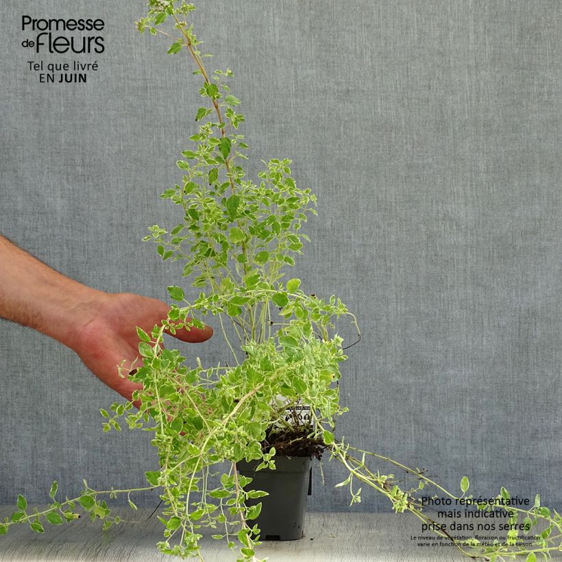 Origanum vulgare Country cream - Oregano 8/9 cm pot sample as delivered in summer