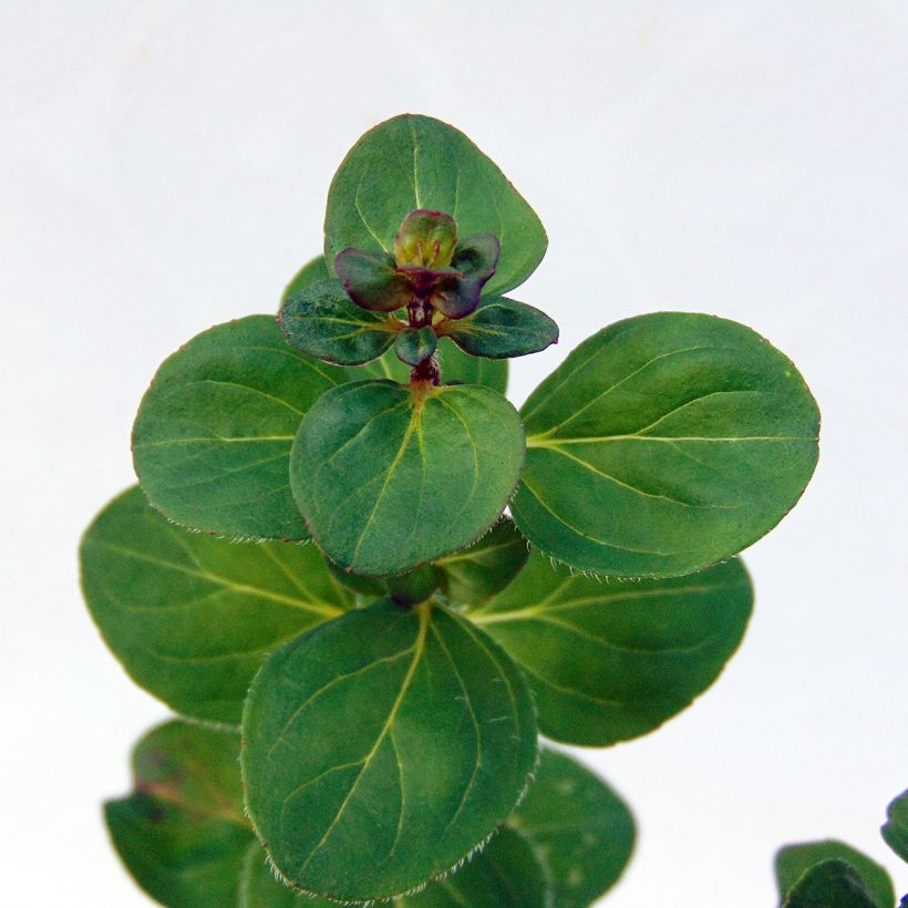 Origanum Rosenkuppel - Oregano (Foliage)