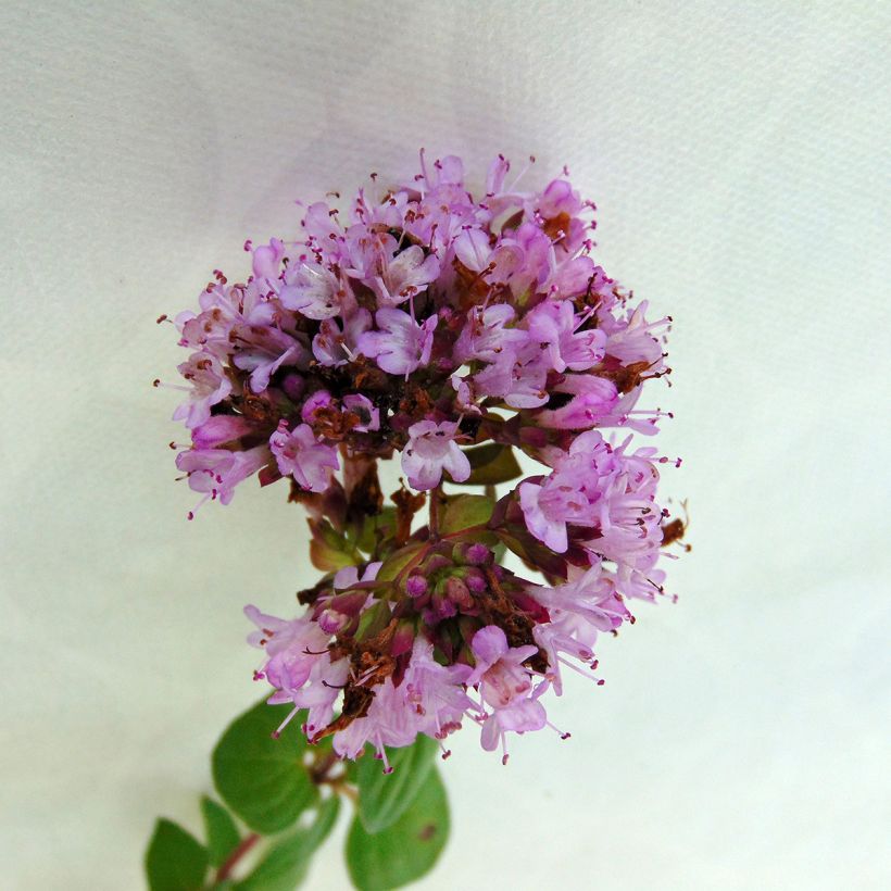 Origanum Rosenkuppel - Oregano (Flowering)