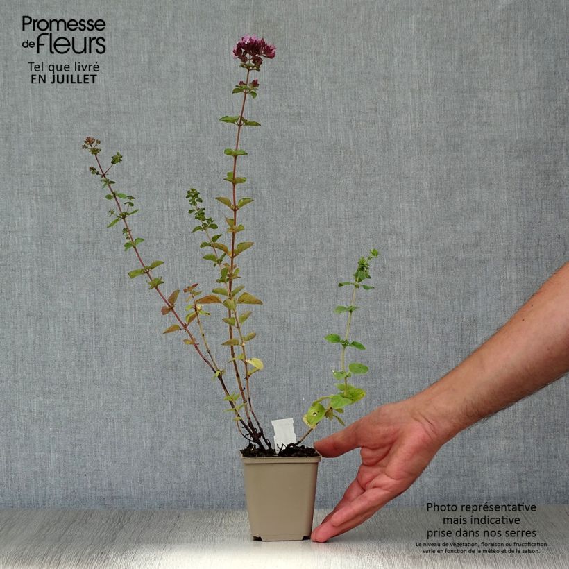 Origanum Rosenkuppel - Oregano 8/9 cm pot sample as delivered in summer