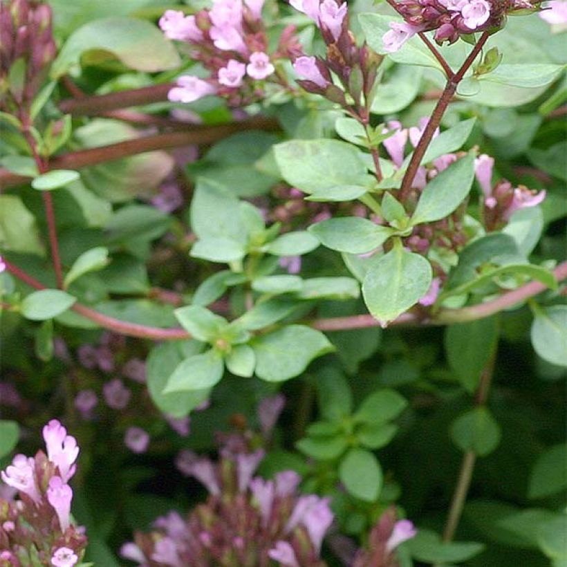 Origanum laevigatum Herrenhausen - Oregano (Foliage)