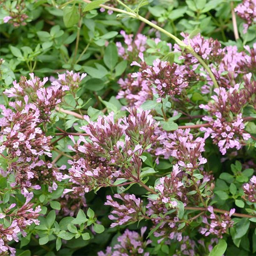Origanum laevigatum Herrenhausen - Oregano (Flowering)