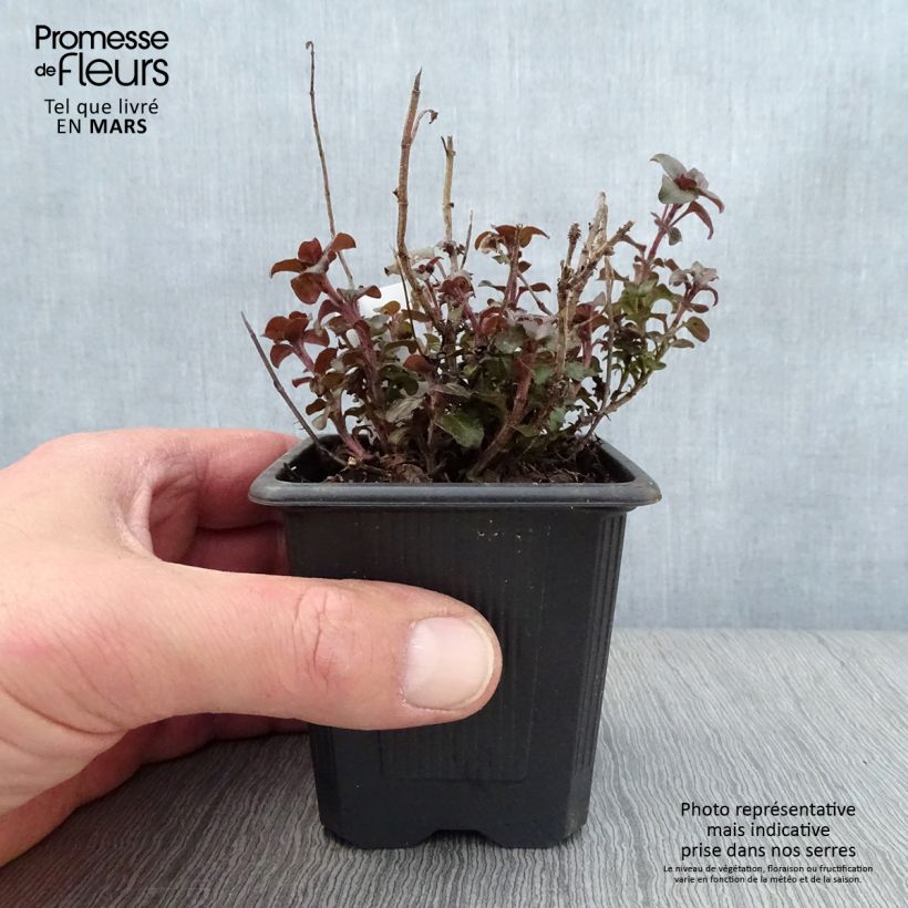 Origanum laevigatum Herrenhausen - Oregano sample as delivered in spring