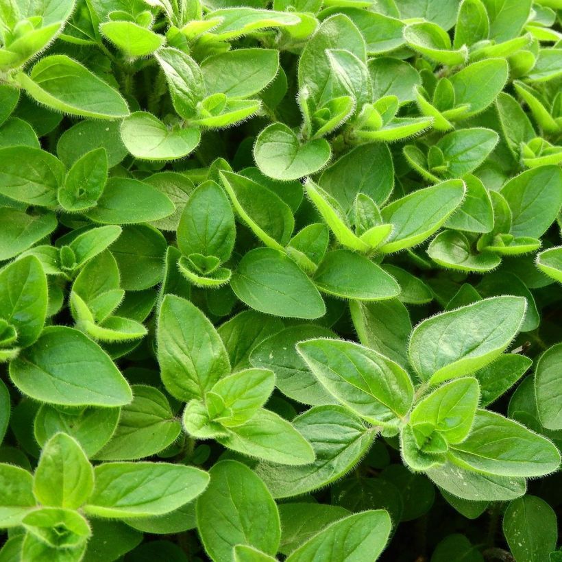 Origanum majorana - Sweet Marjoram (Foliage)