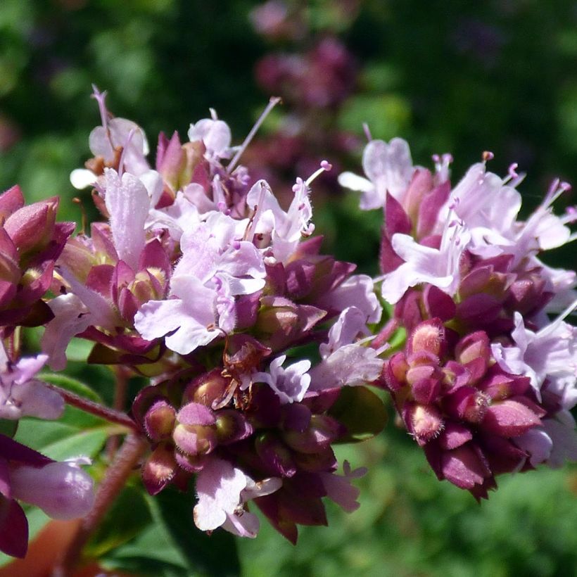 Origanum majorana - Sweet Marjoram (Flowering)