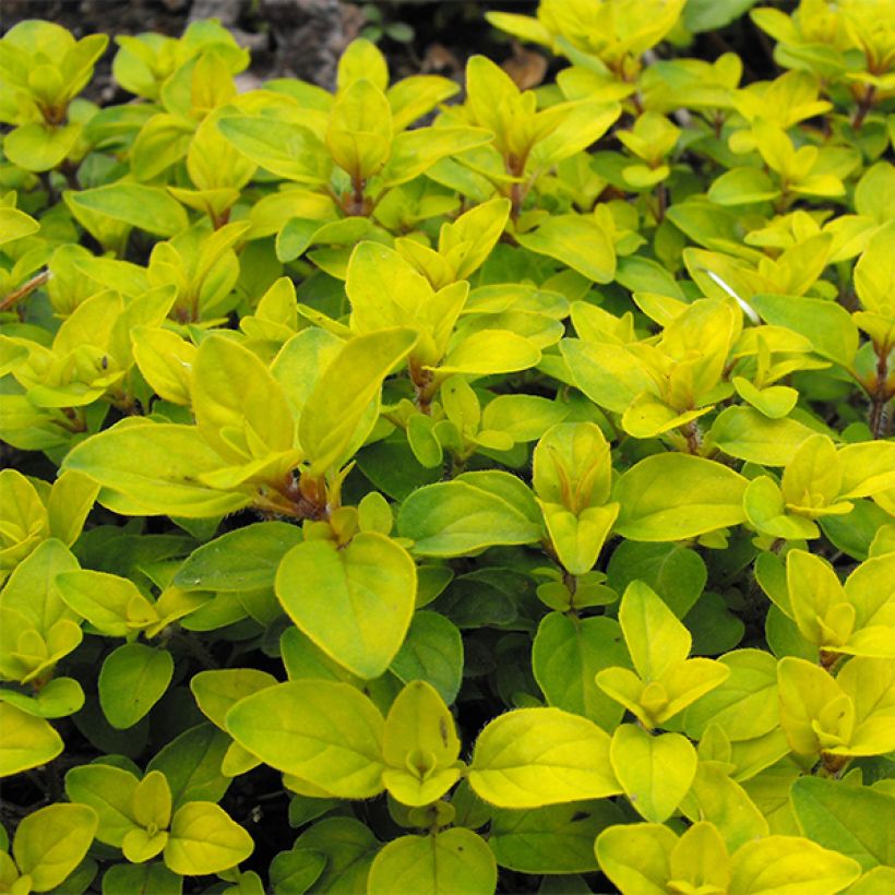 Origanum Norton Gold - Oregano (Foliage)