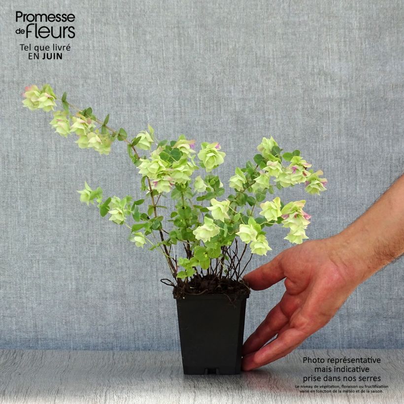 Origanum rotundifolium Kent Beauty - Oregano 8/9 cm pot sample as delivered in summer