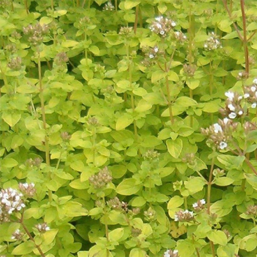 Origanum vulgare Aureum - Oregano (Foliage)