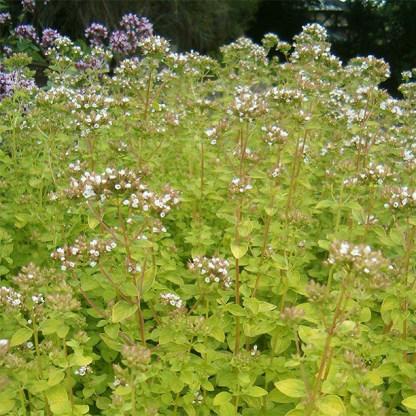 Origanum vulgare Aureum - Oregano (Flowering)