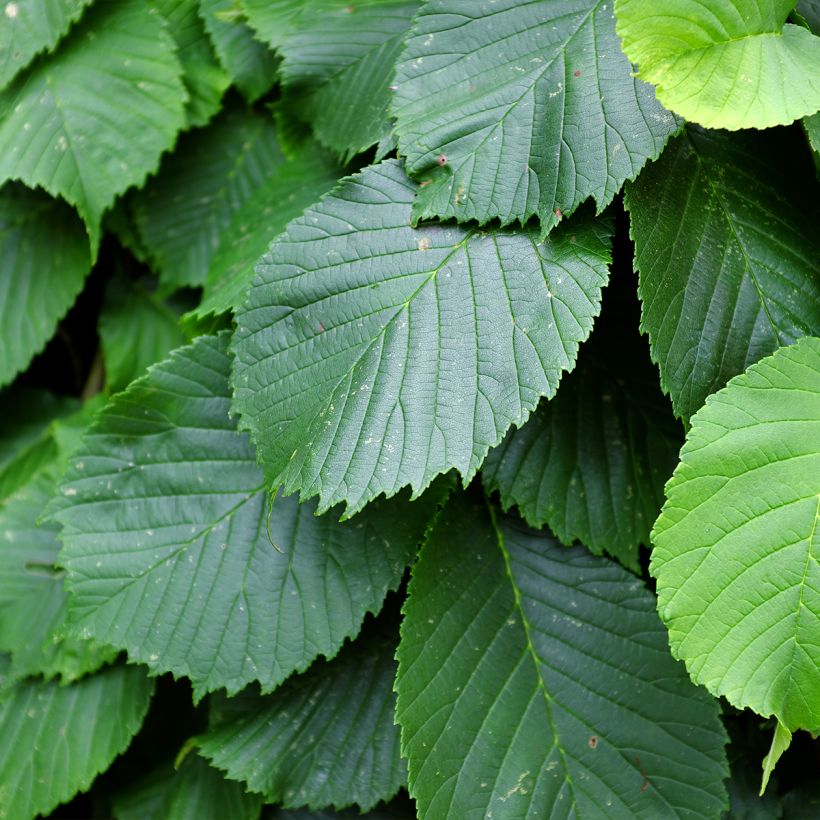 Ulmus glabra Pendula - Elm (Foliage)