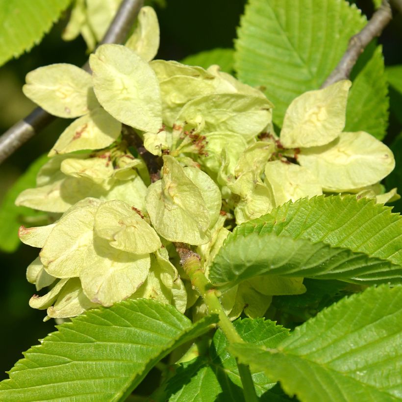 Ulmus glabra Pendula - Elm (Flowering)