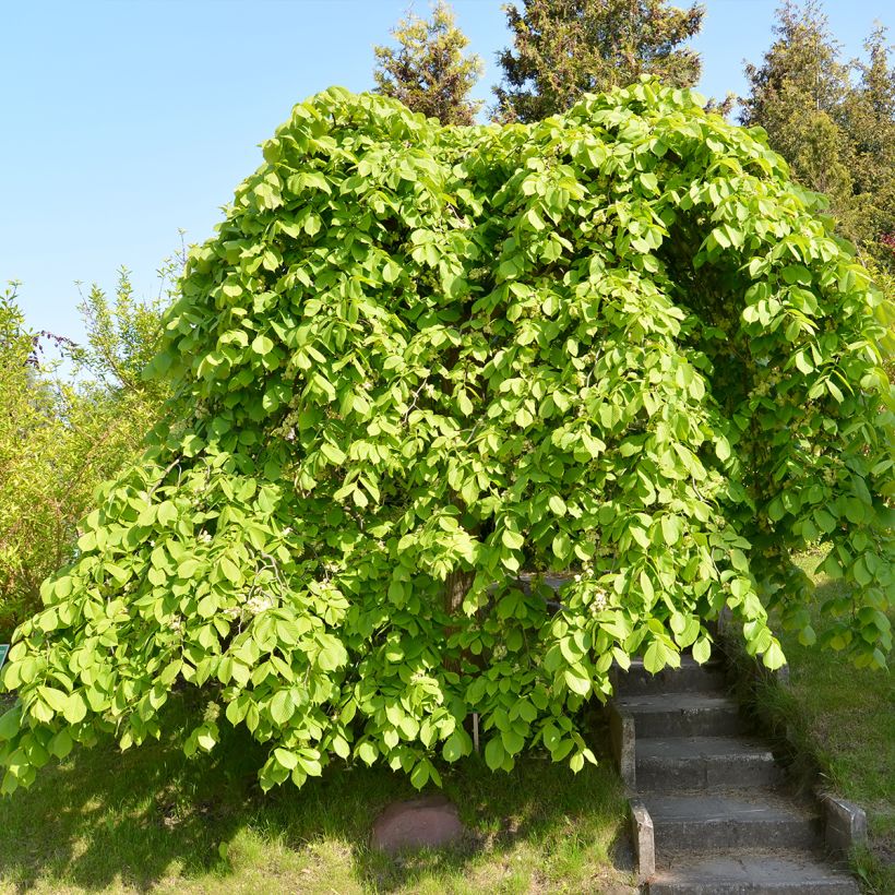 Ulmus glabra Pendula - Elm (Plant habit)
