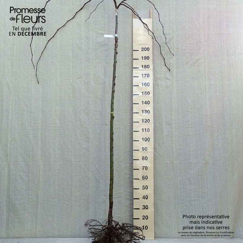 Ulmus glabra Pendula - Elm Bare root sample as delivered in winter