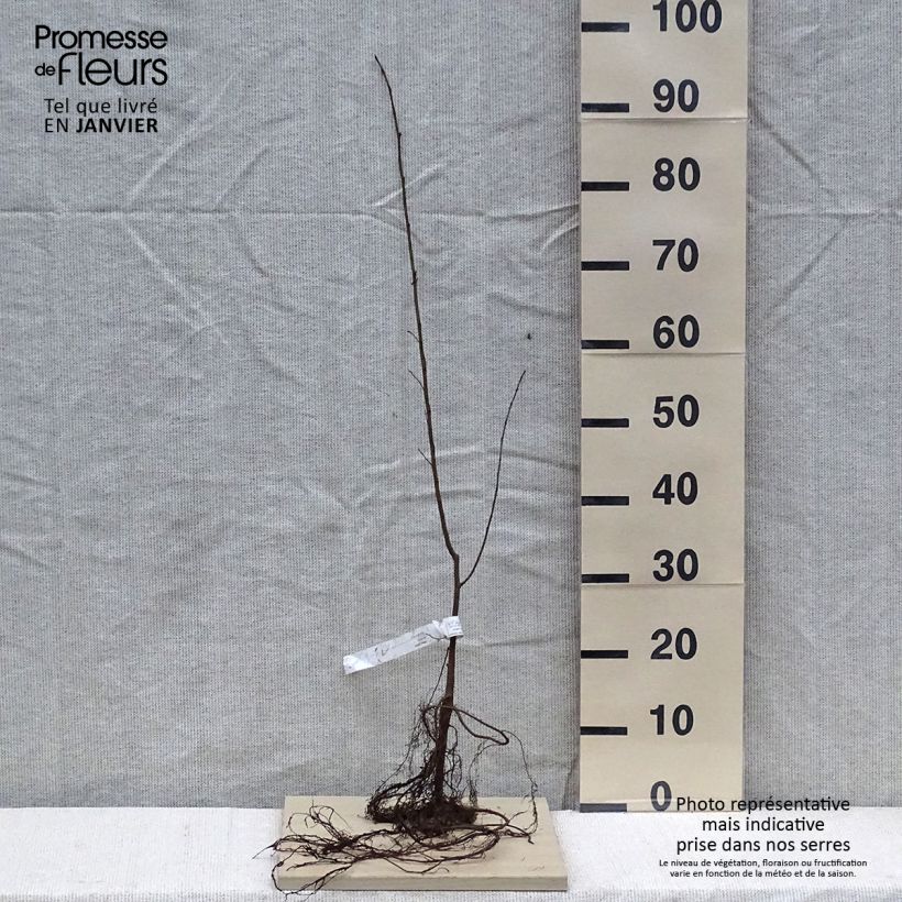 Ulmus glabra - Elm Bare root sample as delivered in winter