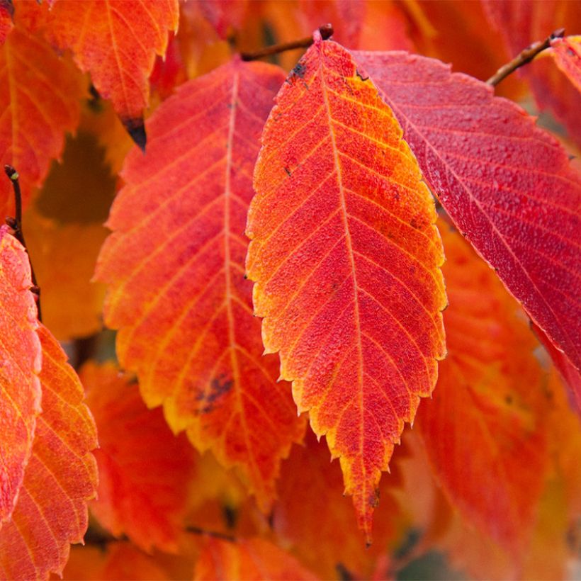 Zelkova serrata Goblin (Foliage)