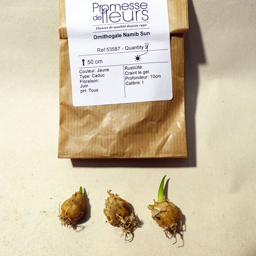 Example of Ornithogalum Namib Sun Bulb size 5+ specimen as delivered