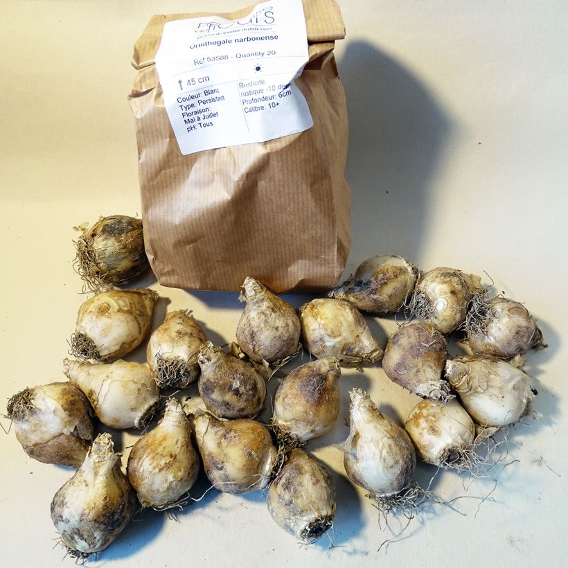 Example of Ornithogalum narbonense  Bulb size 12+ specimen as delivered