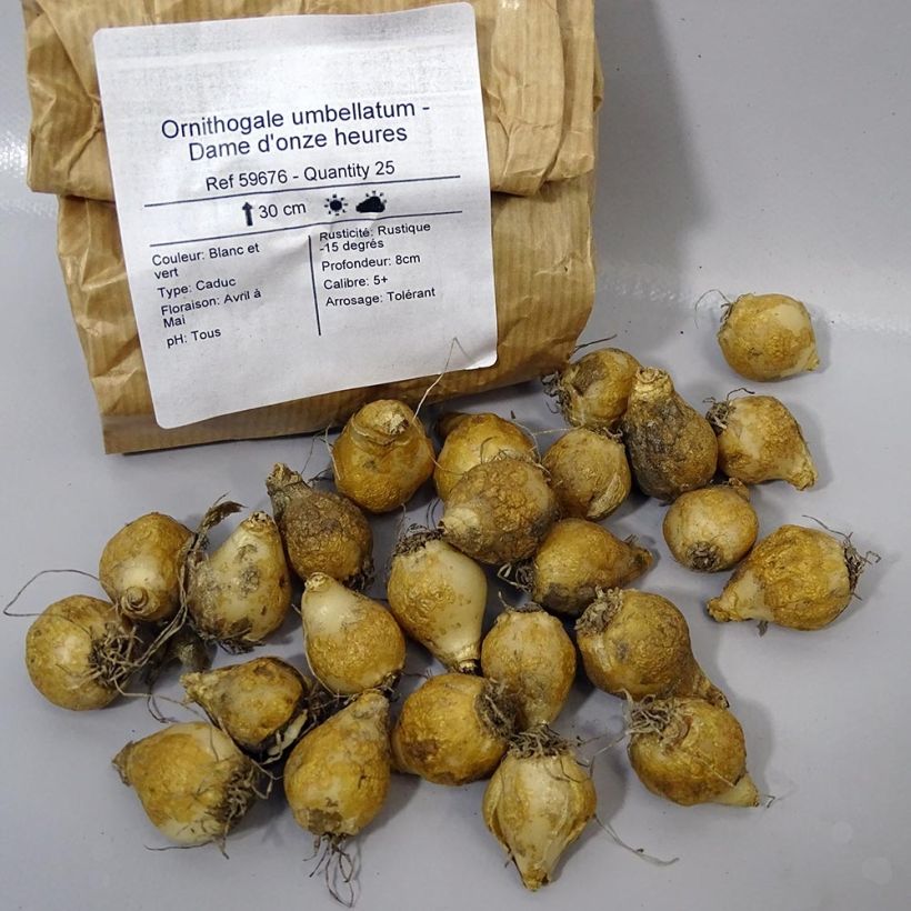 Example of Ornithogalum umbellatum  Bulb size 6+ specimen as delivered