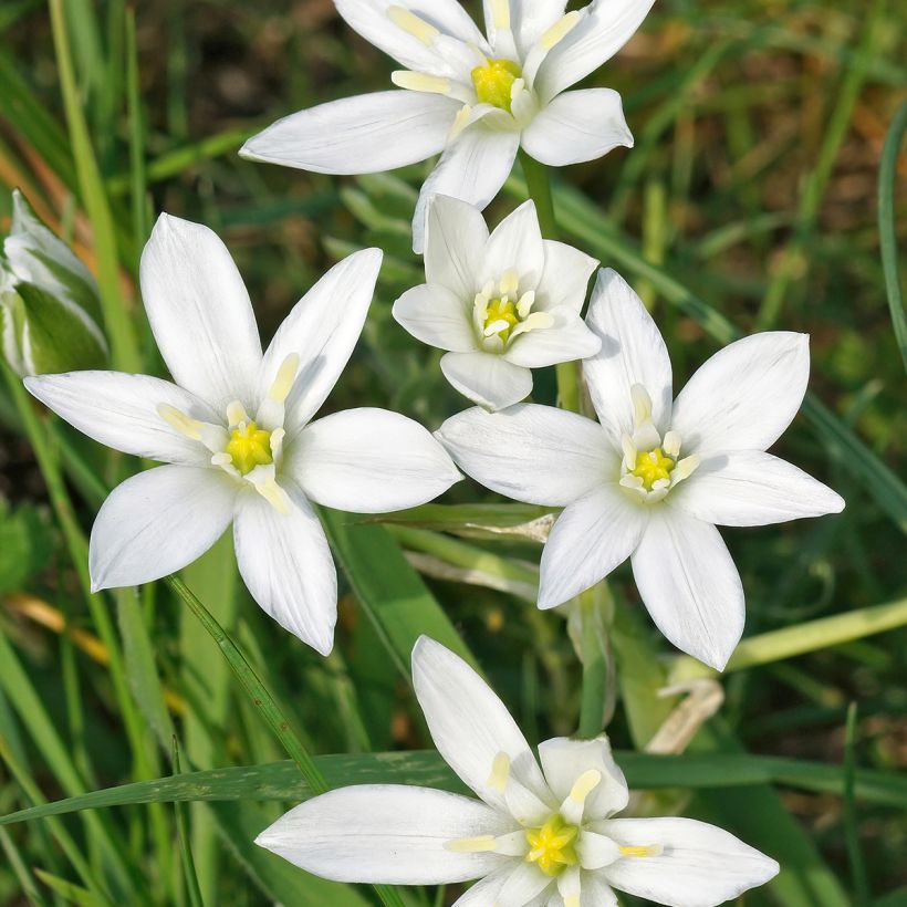 Ornithogalum umbellatum  (Flowering)