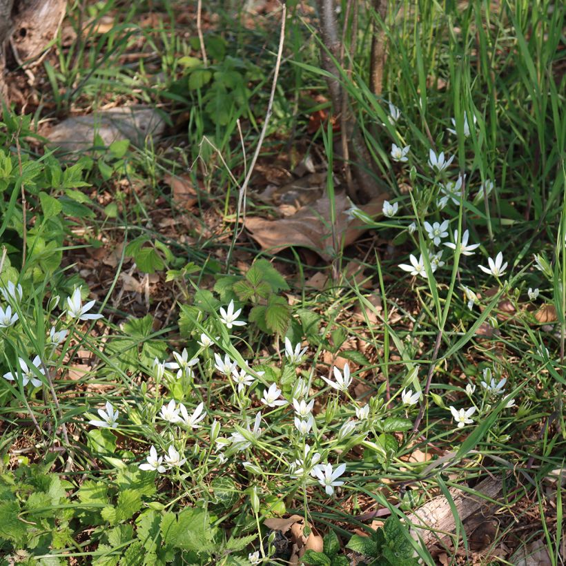 Ornithogalum umbellatum  (Plant habit)