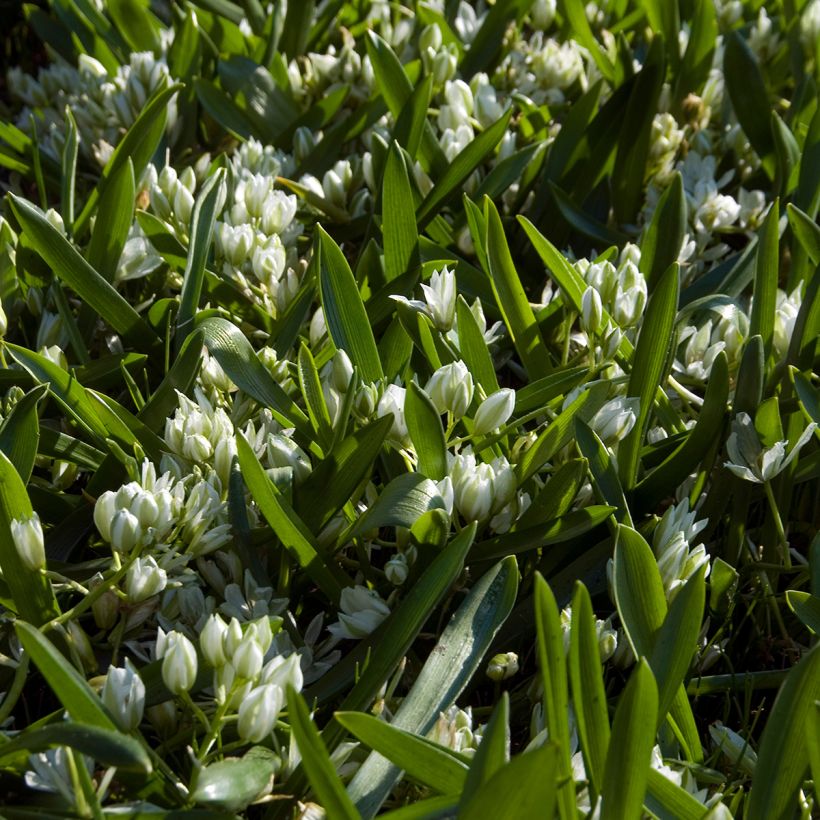 Ornithogalum balansae (Plant habit)