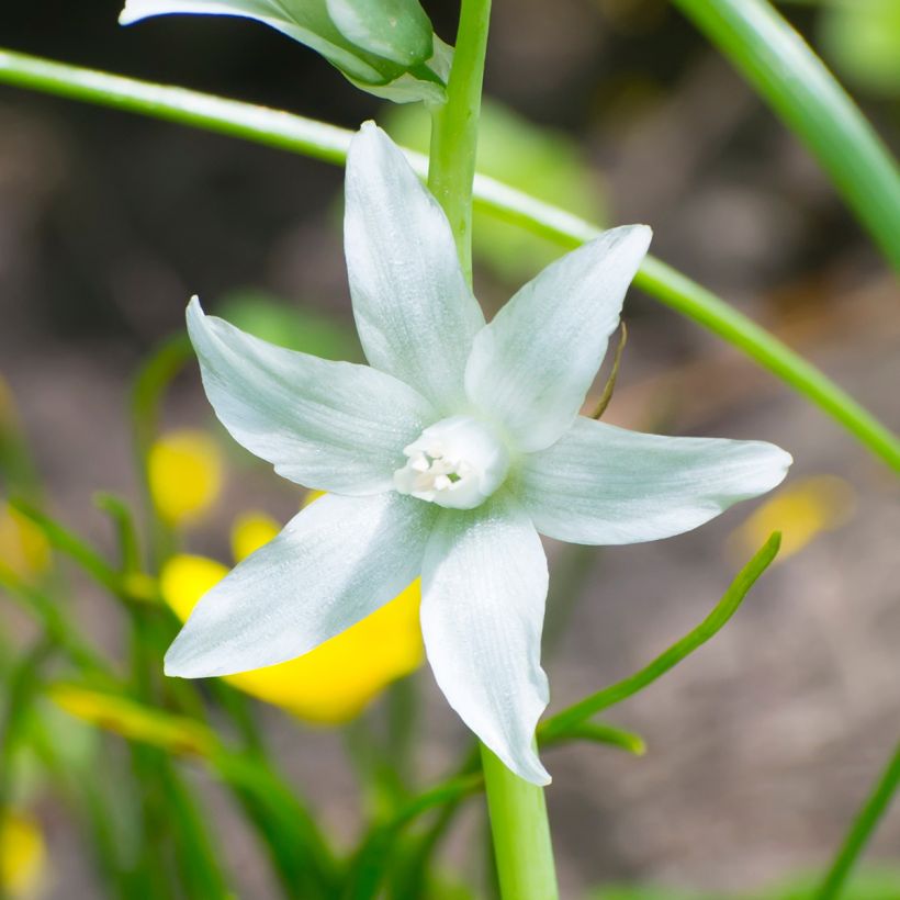 Ornithogalum nutans  (Flowering)