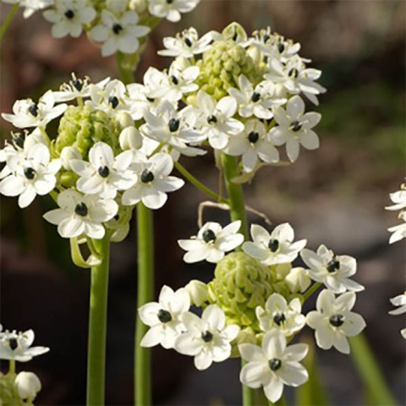 Ornithogalum saundersiae (Flowering)