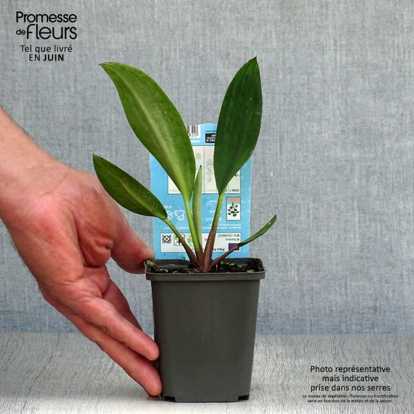 Orontium aquaticum 8/9 cm pot sample as delivered in summer