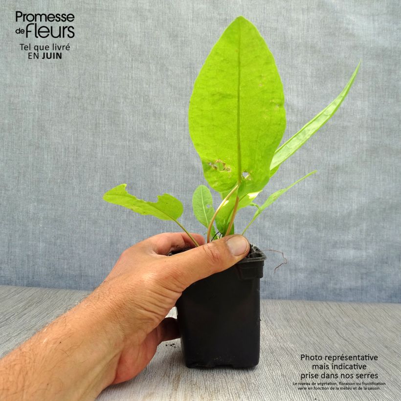 Organic Patience Dock - Rumex patientia 8/9 cm pot sample as delivered in summer