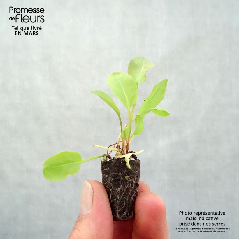 Rumex arifolius Large de Belleville Plug plant 1.5/2.5 cm sample as delivered in spring