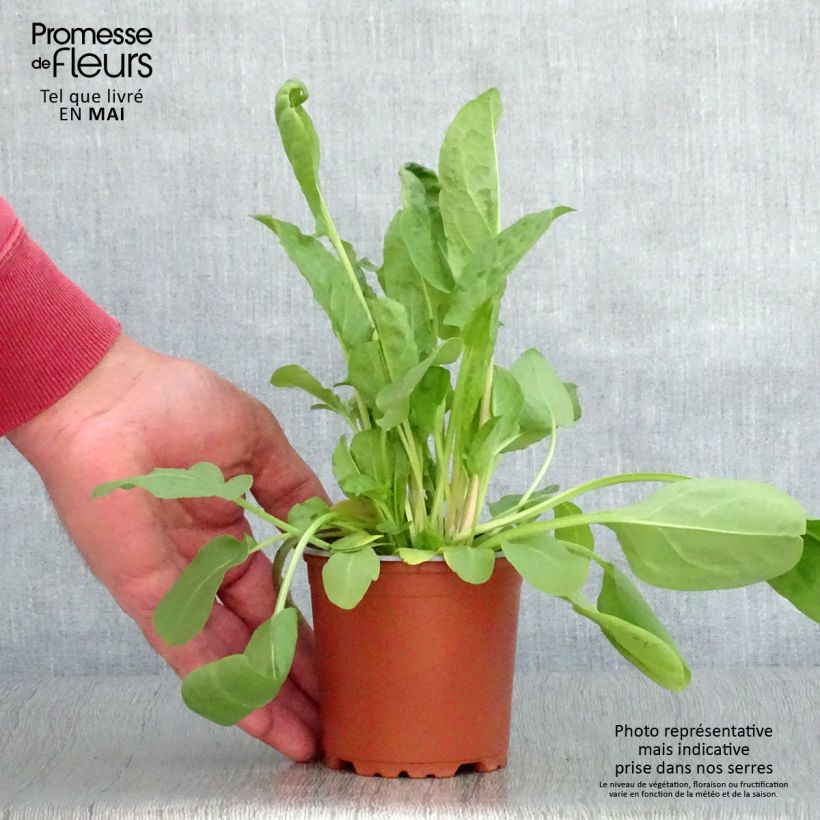Rumex arifolius Large de Belleville 8/9 cm pot sample as delivered in spring