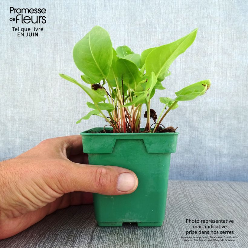 French Sorrel - Rumex scutatus 10cm/11cm pot sample as delivered in summer