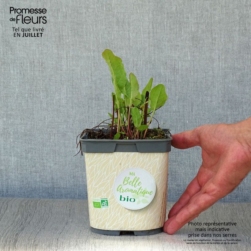 Organic French Sorrel - Rumex scutatus 1L/1.5L pot sample as delivered in summer