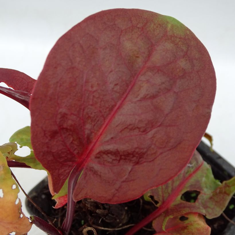 Rumex scutatus Purpurea (Foliage)