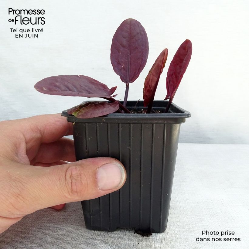 Rumex scutatus Purpurea 8/9 cm pot sample as delivered in summer