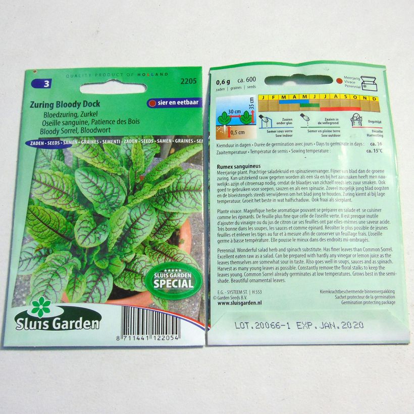 Example of Rumex sanguineus Seeds per pack of 600 seeds specimen as delivered
