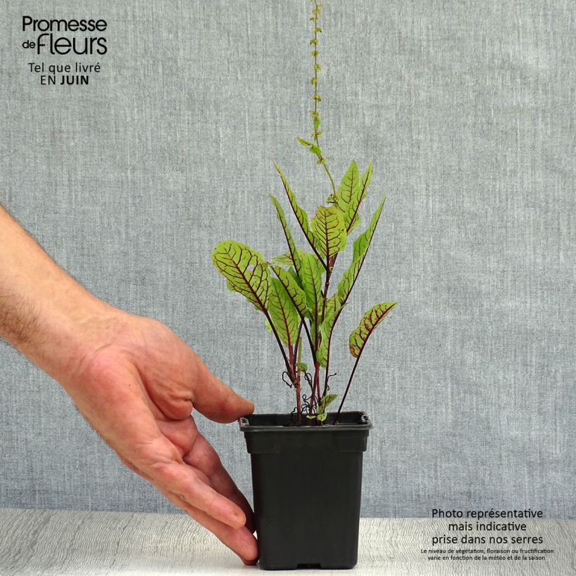 Rumex sanguineus 8/9 cm pot sample as delivered in summer