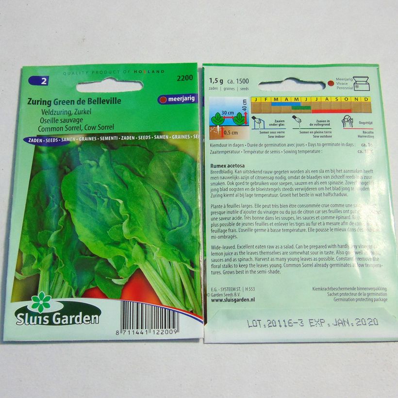 Example of Wild sorrel - Rumex acetosa - seeds per pack of 1500 seeds (1g) specimen as delivered