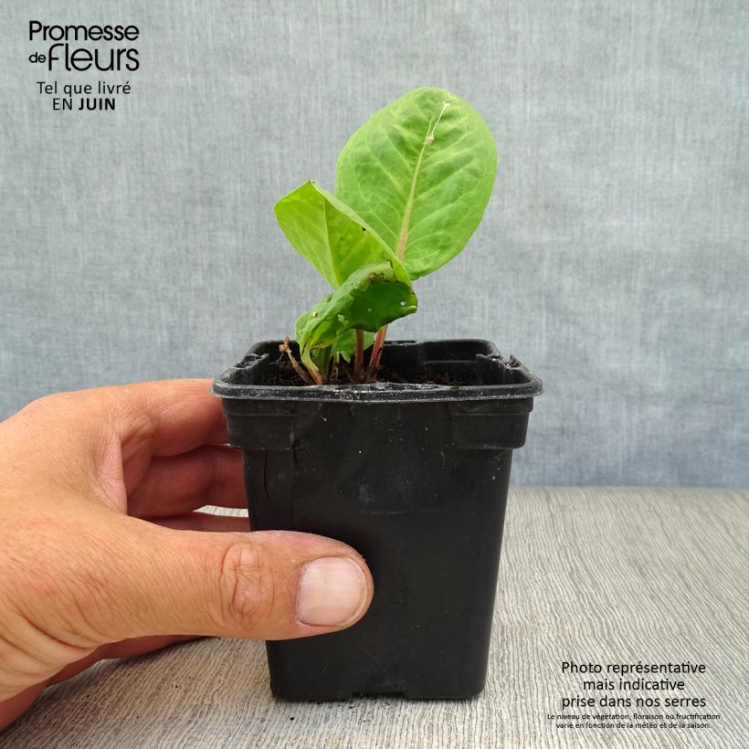 Rumex arifolius 8/9 cm pot sample as delivered in summer