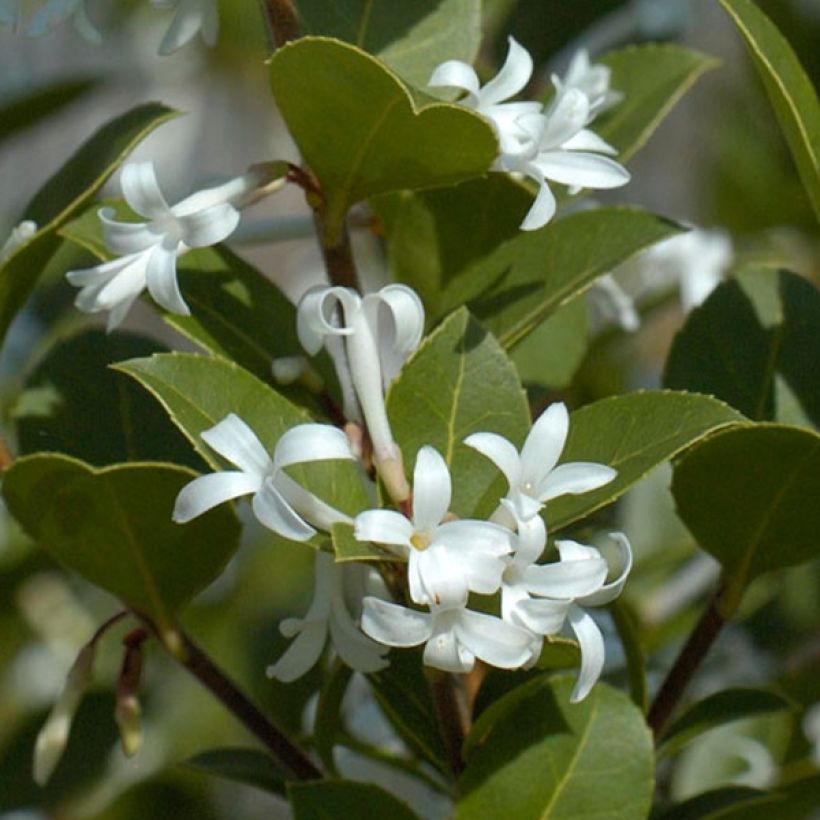 Osmanthus delavayi Heaven Scent (Foliage)