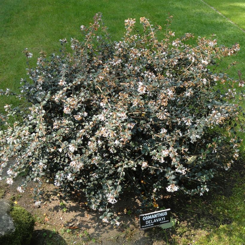 Osmanthus delavayi Heaven Scent (Plant habit)