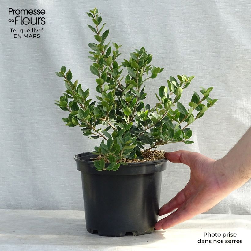 Osmanthus delavayi Heaven Scent 1L/1.5L pot sample as delivered in spring