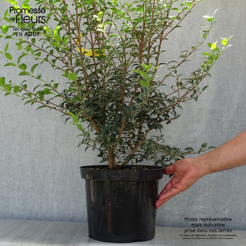 Osmanthus burkwoodii 6L/7L pot sample as delivered in summer